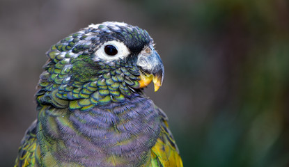 Fototapeta premium Close up of a Maximilian Pionus Parrot