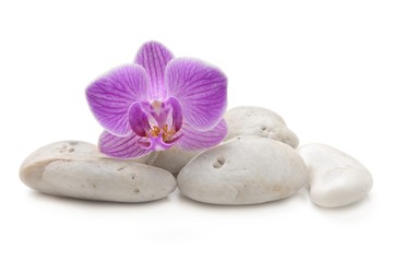 Fototapeta na wymiar zen basalt stones and orchid