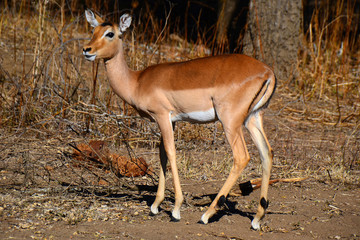 Impala from National park Kruger - South Africa