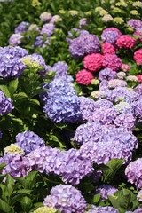 Blue and pink hydrangea blossoms in Stresa, Piedmont Italy 