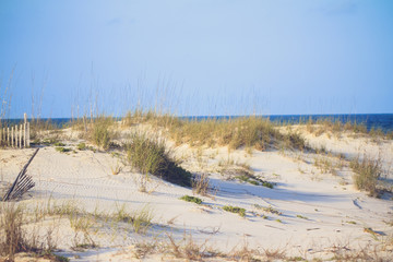 Gulf Shores Dunes