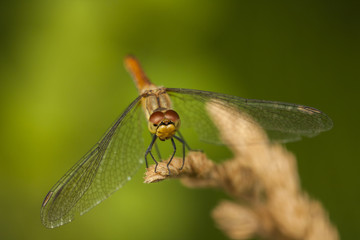 Heidelibelle auf Getreide