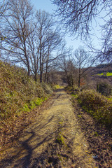 Camino