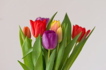 Bunter Tulpenstrauß, Frühling