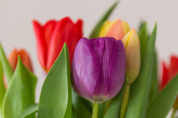 Bunter Tulpenstrauß, Frühling