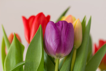 Bunter Tulpenstrauß, Frühling