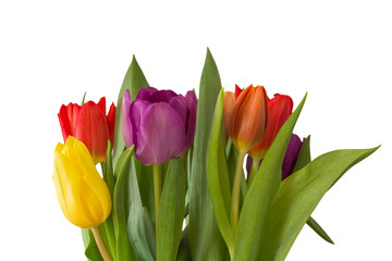 Bunter Tulpenstrauß, freigestellt