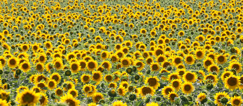 Bright yellow backlit sunflowers, or helianthus in a field of young plants with many unopened buds in a full frame panorama