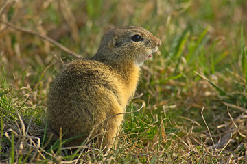 Erdhörnchen