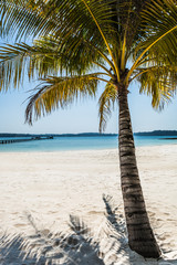 Obraz premium Palme am Strand hochkant