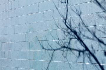 Shadow of tree branches and twigs on a blue concrete wall