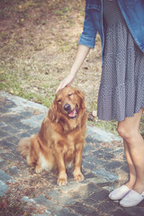 cute golden retriever dog with women