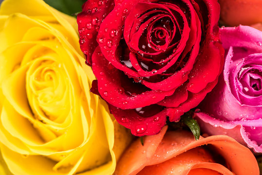 Rose background. Colorful flower bouquet from roses with rain drops.