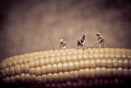 Miniature farmers at corn field. Color tone tuned.