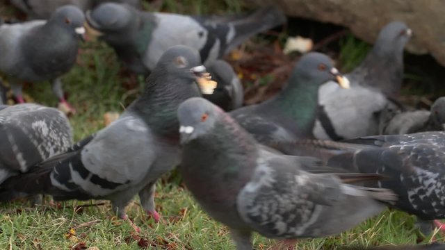 Pigeons swarming the loaf of bread and get rid of it in a few seconds in the nature park