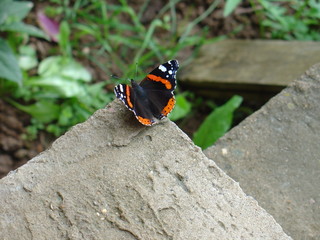 Fototapeta na wymiar Monarch Butterfly with open wings in a top view sitting on the stone, the beauty of nature.