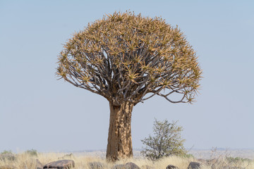 Koekerboom (Aloe Dictoma) in Namibia