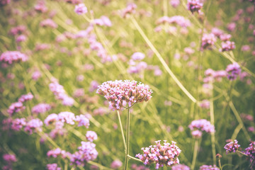 Purpletop Vervain flower blossom in garden