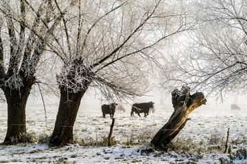 Zimowe pastwisko © podlaski49
