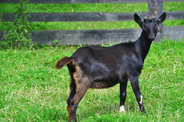 Black goat on a background of green grass