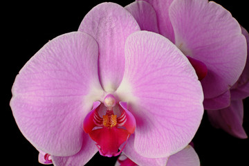 Macro flower purple orchid
