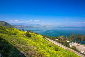 Yelloy flowers near sea of Galilee in sunny spring day. Beautiful Israel nature