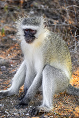 Naklejka na ściany i meble Vervet monkeys in Kruger National park - South Africa