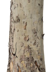 tree trunk isolated on white background, sycamore tree