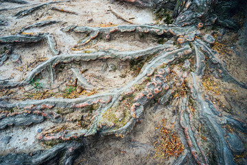 The roots of the pines on  earth's surface like  tentacles  an octopus.