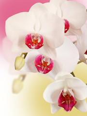 White flower. Orchid 