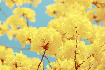 Yellow tabebuia flower blossom