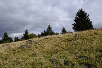 Silberdisteln, Carlina acaulis, am Arnsberg, Bayerische Rhön, Un