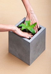 Plant in a  square concrete pot