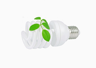 Energy saving light bulb and plant on white background