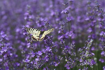  Butterfly on a lavender plant in the garden