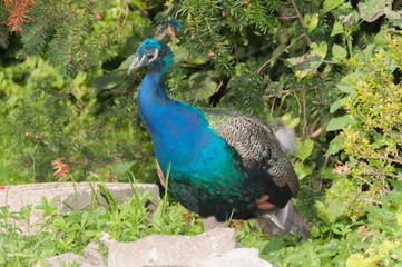 Ein Pfau (lat. Pavo cristatus) im Park bei Karlsruhe