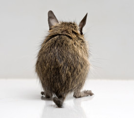 little degu