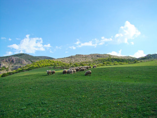 Fototapeta na wymiar sheeps on a meadow