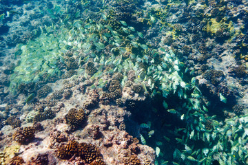 Coral reef