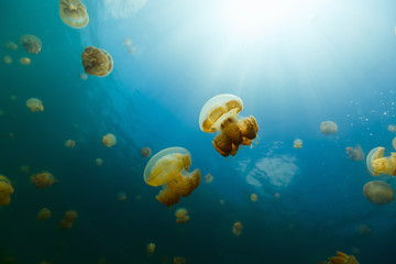 Fototapeta na wymiar Jellyfish Lake