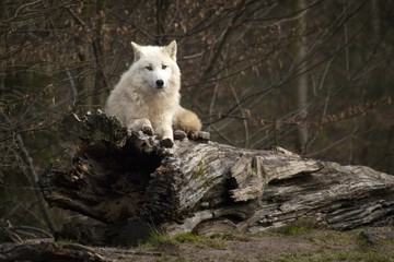 Loup blanc sur tronc d'arbre