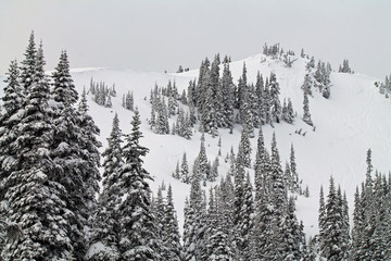 Snow Covered Hill with Snow Laden Evergreen Trees