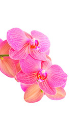 Naklejka na ściany i meble Pink orchid flower, isolated on white background