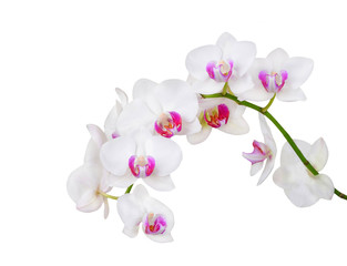 Naklejka na ściany i meble Fresh orchid flower, isolated on white background
