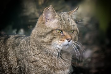 Le chat forestier