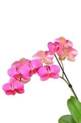 Fotobehang Orchidee Roze orchidee bloem, geïsoleerd op een witte achtergrond