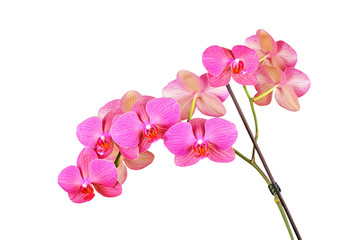 Obraz na płótnie Canvas Pink orchid flower, isolated on white background