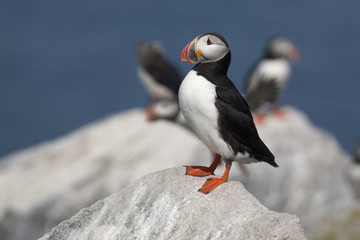 Lone Atlantic Puffin Bird Stands Guard Over Nest