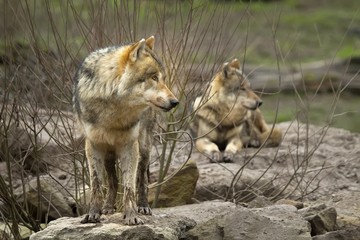 Loups gris