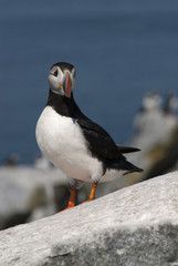 Atlantic Puffin on Maine Seacoast.
